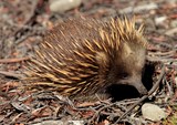 Tachyglossus aculeatus Shaw 1792 échidné à nez court Tasmanie Australie