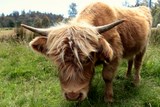 Vache Highland race bovine Tasmanie Australie