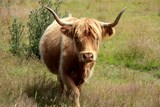Highland cattle long horns and long wavy coats which are coloured black, brindled, red, yellow or dun Tasmania Australia