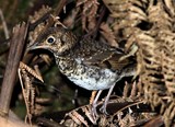 Bassian Thrush olive-tailed thrush Zoothera lunulata macrorhyncha