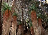 Pandani or Giant Grass Tree Lake Dobson Tasmania Australia