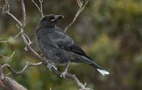 Strepera fuliginosa ​Black Currawong Tasmanian endemic