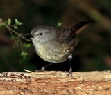 Tasmanian Thornbill Acanthiza ewingii Gould, 1844 Tasmania Australia