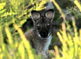 Pademelon à ventre rouge (famille kangourou) belle oreille Animal Tasmanie Australie