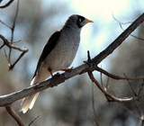 Manorina melanocephala noisy miner Tasmania Australia
