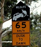 Wildlife Dusk to Dawn Road Sing Australia Tasmania
