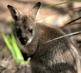 Thylogale billardierii pademelon à ventre rouge de Tasmanie Kangourou Australie