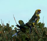 Platycercus caledonicus Perruche à ventre jaune Tasmanie Australie
