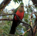 Alisterus scapularis Australian king parrot endemic to eastern Australia