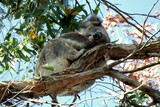 Koala eucalyptus forests Bimbi Park Cape Otway National treasure animal Great Ocean Road Victoria Australia