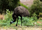 Dromaius novaehollandiae emu largest bird native to Australia