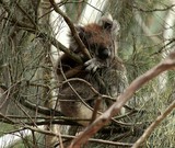 Koala sleeping in pine tree Phascolarctos cinereus Great Ocean Road Victoria Australia