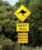 Kangaroo road sign Injured wildlife Australia protect fauna