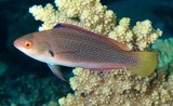 Cirrhilabrus punctatus Black-finned wrasse New Caledonia Fish collection