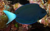 Acanthurus thompsoni Thompson's surgeonfish New Caledonia Body uniformly brown to dark brown