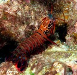 Odontodactylus scyllarus Mante de mer paon Nouvelle-Calédonie