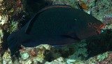 Scarus niger 頸斑鸚哥魚 新喀里多尼亞