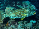 Lethrinus xanthochilus Yellowlip emperor New Caledonia Body is yellowish gray with scattered irregular dark spots
