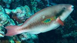 Scarus forsteni Whitespot parrotfish New Caledonia Dental plates partially covered by lips