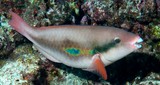 Scarus forsteni Forsten's parrotfish New Caledonia Generally solitary