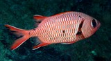 Myripristis berndti Blotcheye soldierfish New Caledonia Lower jaw of adults prominently projecting