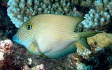 Ctenochaetus cyanocheilus Blue-lipped bristletooth New Caledonia fish lagoon identification