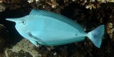 Naso brevirostris Spotted unicornfish New Caledonia diving underwater picture lagoon