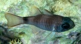 Nectamia savayensis Ghost cardinalfish New Caledonia Body is coppery or silvery