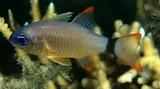 Ostorhinchus aureus Poisson-cardinal doré Nouvelle-Calédonie plongée de nuit