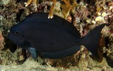 Acanthurus albipectoralis Poisson chirurgien à nageoires blanche Nouvelle-Calédonie Corps gris-bleuté à presque noir en cas de stress intense
