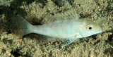 Lethrinus genivittatus Threadfin bream New Caledonia small white blotches