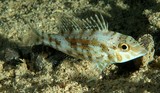 Lethrinus genivittatus Lethrinus à joues rayées Nouvelle-Calédonie