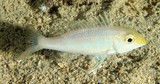 Lethrinus genivittatus Communard Nouvelle-Calédonie