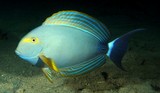 Acanthurus xanthopterus Yellowfin surgeonfish fish underwater New Caledonia Island picture