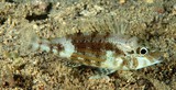 Lethrinus genivittatus Large-eye bream New Caledonia irregular black oblique bars