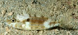 Lethrinus genivittatus Lance emperor New Caledonia second dorsal spine the longest