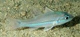 Pristiapogon exostigma One-lined cardinalfish New Caledonia fish night dive