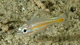 Ostorhinchus cyanosoma Orange-lined cardinalfish Perciformes Apogonidae New Caledonia distribution lagoon