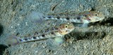 Vanderhorstia phaeosticta Yellowfoot shrimpgoby New Caledonia fish