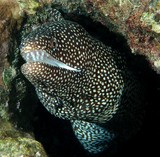 Gymnothorax meleagris turkey moray eel Muraenidae New Caledonia Coral Sea underwater picture photographer