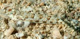Callionymus pleurostictus Spotted dragonet New Caledonia Female lagoon sand