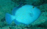 Pseudobalistes fuscus Bluelined triggerfish adult New Caledonia fish lagoon reef identification