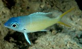 Monotaxis heterodon レッドフィンエンペラー 少年 ニューカレドニア