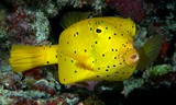 Ostracion cubicum Poisson-coffre jaune poulet de mer Nouvelle-Calédonie point noir rond