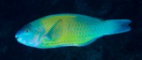 Scarus psittacus Palenose parrotfish New Caledonia Graze on benthic algae