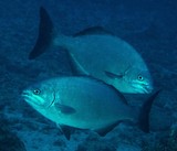 Kyphosus bigibbus Ui-ua à nageoires sombres Nouvelle-Calédonie Ui-ua du lagon