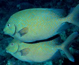 Siganus punctatus Gold-spotted rabbitfish New Caledonia fish identification tools