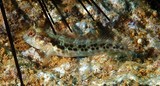 Parablennius intermedius False Tasmanian blenny Juvenile New Caledonia broad blunt snout