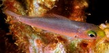 Pterocaesio pisang Banana fusilier juvenile New Caledonia