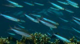 Pterocaesio pisang Bananafish Juvenile school New Caledonia